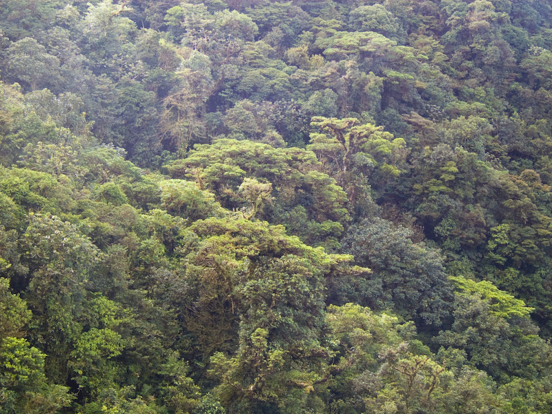 Forest Canopy